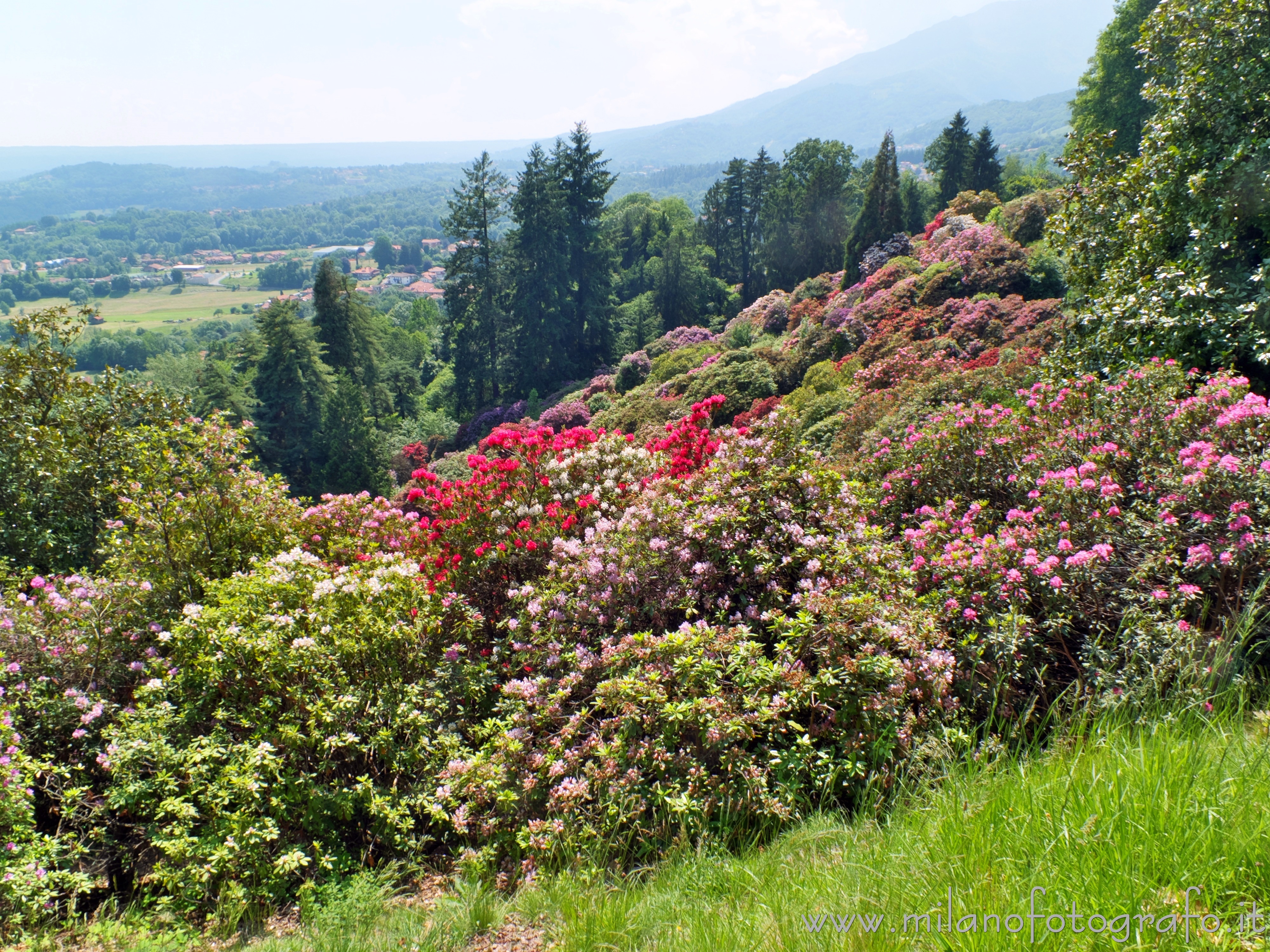 Pollone (Biella, Italy) - Rhododendron bushes in Burcina Park with the Biella plain in the background - Full resolution picture
